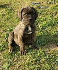 Cane Corso Puppy for sale in Auburn, AL, USA
