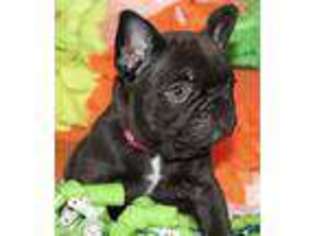 French Bulldog Puppy for sale in Hope, AR, USA