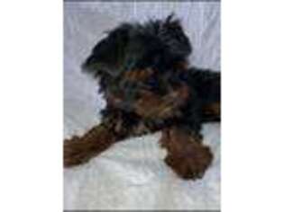 Yorkshire Terrier Puppy for sale in Bluefield, VA, USA