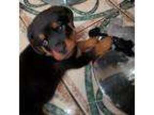 Rottweiler Puppy for sale in Wood Dale, IL, USA