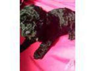 Goldendoodle Puppy for sale in INDIANAPOLIS, IN, USA