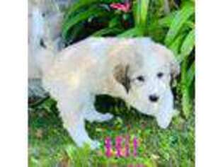 Great Pyrenees Puppy for sale in Temecula, CA, USA