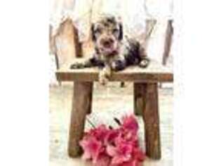 Labradoodle Puppy for sale in Yadkinville, NC, USA