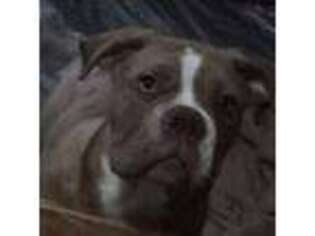 Alapaha Blue Blood Bulldog Puppy for sale in Newnan, GA, USA