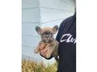 French Bulldog Puppy for sale in Hilliard, OH, USA