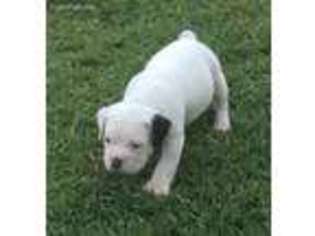 Olde English Bulldogge Puppy for sale in Midlothian, TX, USA