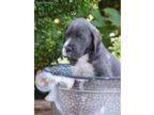 Great Dane Puppy for sale in Shelbyville, TN, USA