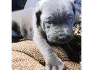Cane Corso Puppy for sale in Voorhees, NJ, USA