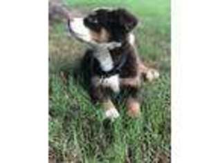 Australian Shepherd Puppy for sale in Lithonia, GA, USA