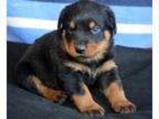 Rottweiler Puppy for sale in Kendallville, IN, USA