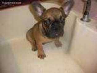 French Bulldog Puppy for sale in Williamsburg, IN, USA
