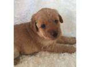 Labradoodle Puppy for sale in Oologah, OK, USA