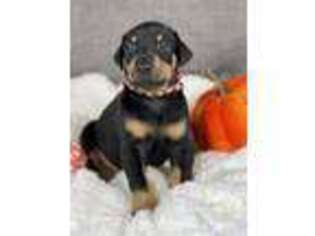 Doberman Pinscher Puppy for sale in Columbia, TN, USA