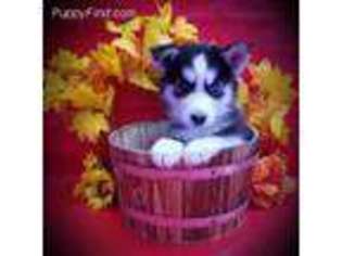 Siberian Husky Puppy for sale in East Meadow, NY, USA