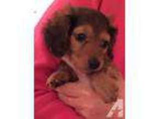 Dachshund Puppy for sale in MADISON, AL, USA