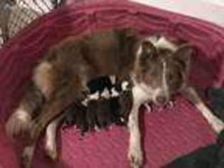 Border Collie Puppy for sale in Center, TX, USA