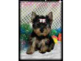 Yorkshire Terrier Puppy for sale in Baxter Springs, KS, USA
