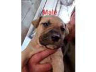 Mastiff Puppy for sale in Isanti, MN, USA
