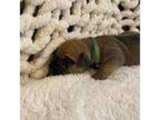 Bullmastiff Puppy for sale in Dahlonega, GA, USA