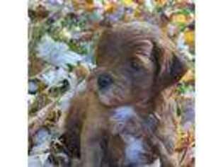 Cavapoo Puppy for sale in North Kingstown, RI, USA
