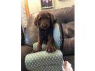 Labradoodle Puppy for sale in South Haven, MN, USA