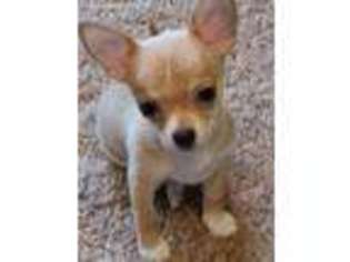 Chihuahua Puppy for sale in Brighton, MI, USA