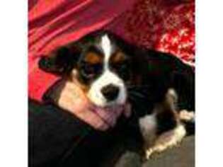 Cavalier King Charles Spaniel Puppy for sale in Alsea, OR, USA