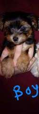 Yorkshire Terrier Puppy for sale in Charleston, WV, USA