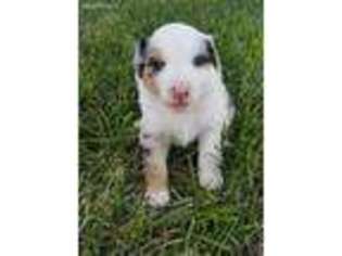 Australian Shepherd Puppy for sale in Olathe, KS, USA