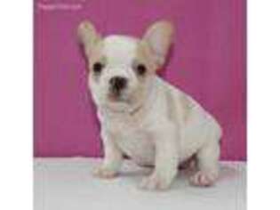 French Bulldog Puppy for sale in Davidson, NC, USA