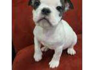 Mutt Puppy for sale in Meriden, CT, USA