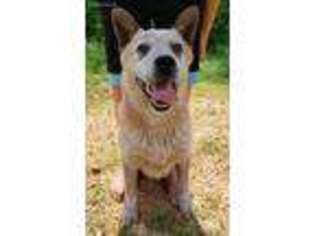 Australian Cattle Dog Puppy for sale in Cadet, MO, USA