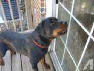 Rottweiler Puppy for sale in NEWPORT NEWS, VA, USA