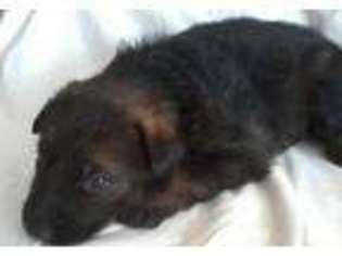 German Shepherd Dog Puppy for sale in EVANSVILLE, IN, USA