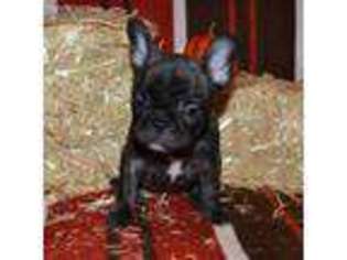 French Bulldog Puppy for sale in Wabash, IN, USA