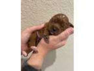 Cavapoo Puppy for sale in Georgetown, TX, USA