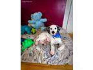 Dalmatian Puppy for sale in Elizabethtown, KY, USA