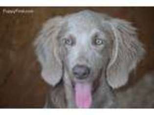 Weimaraner Puppy for sale in Hardyville, KY, USA