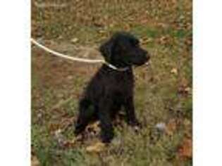 Labradoodle Puppy for sale in Springfield, TN, USA