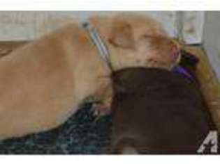 Labrador Retriever Puppy for sale in STEVENSON, AL, USA