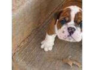Bulldog Puppy for sale in Woodville, VA, USA