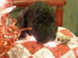Labradoodle Puppy for sale in Reidsville, NC, USA