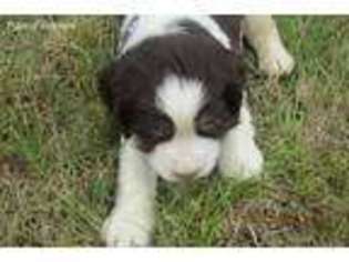 English Springer Spaniel Puppy for sale in North Stratford, NH, USA