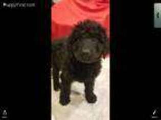 Mutt Puppy for sale in Saint Francis, MN, USA