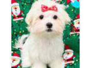 Maltese Puppy for sale in Huntington Beach, CA, USA