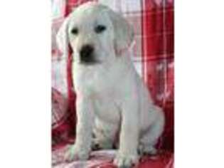 Labrador Retriever Puppy for sale in Sherwood, OH, USA