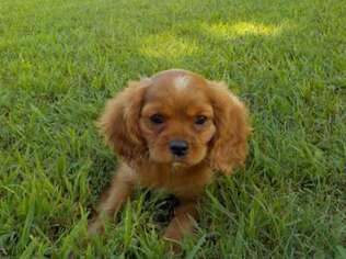 Cavalier King Charles Spaniel Puppy for sale in Saint Louis, MO, USA