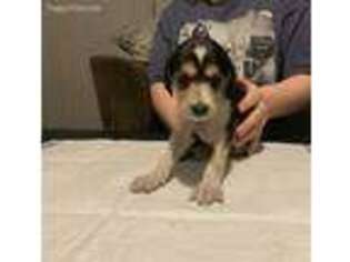 Saluki Puppy for sale in Shawnee, OK, USA