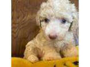 Mutt Puppy for sale in Dover, FL, USA