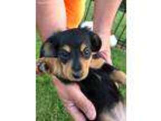 Dachshund Puppy for sale in Hampshire, IL, USA